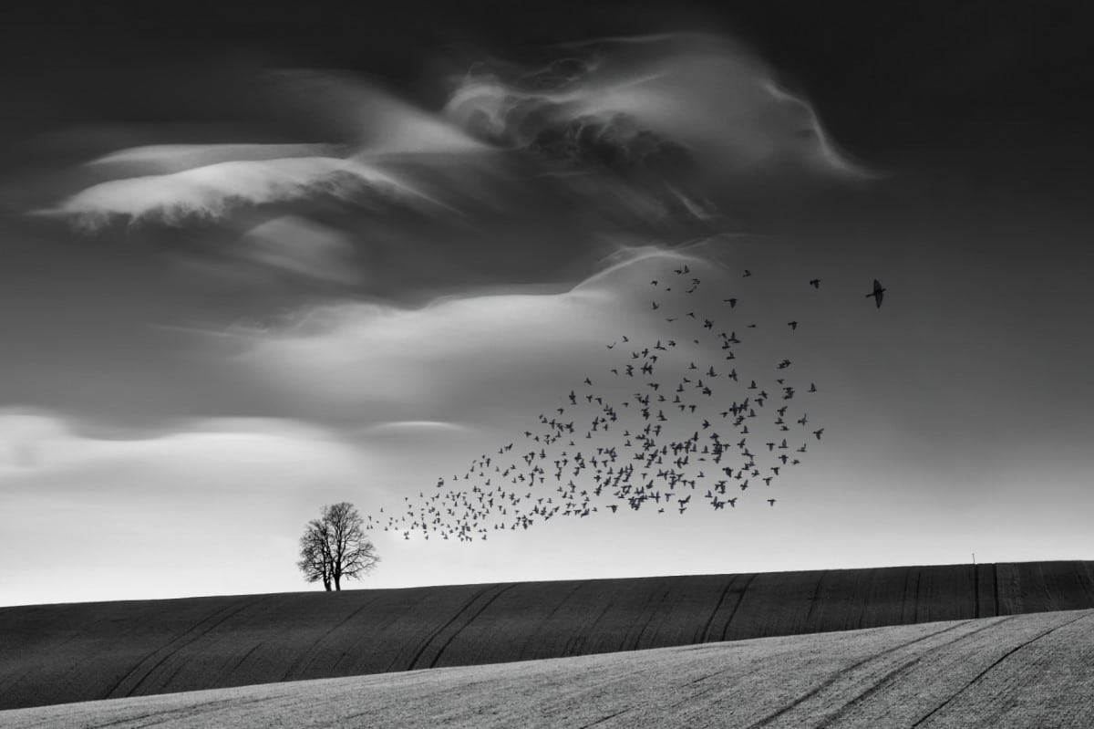 Black and white photo of a flock of birds in a beautiful landscape