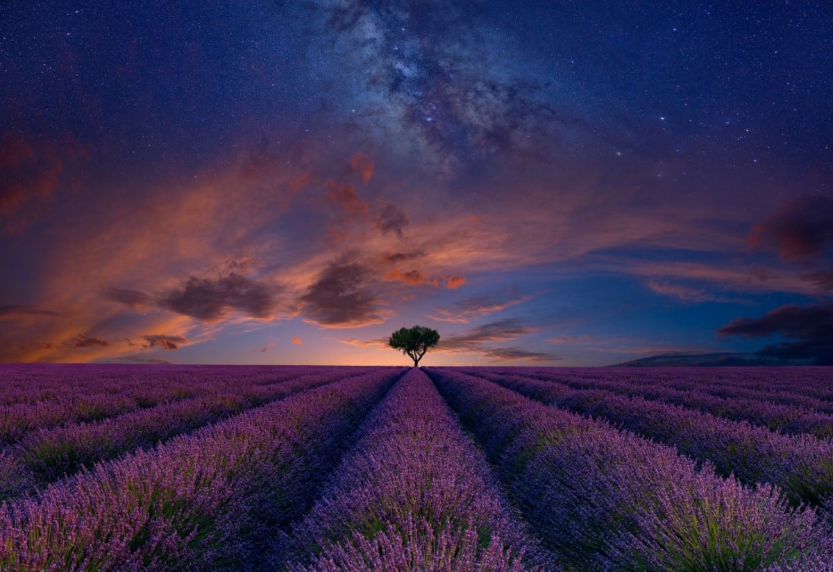 Lavendar Field at Sunset