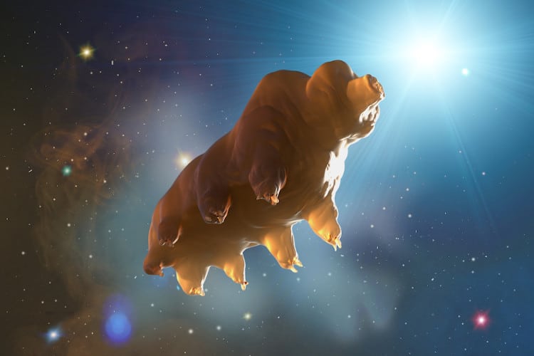 tardigrade in space