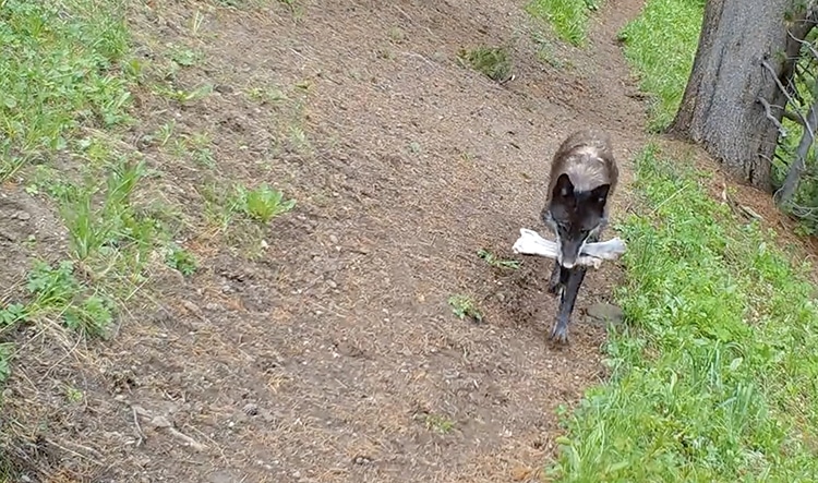 Yellowstone Wolf Parents Bring Teething Toys to Pups