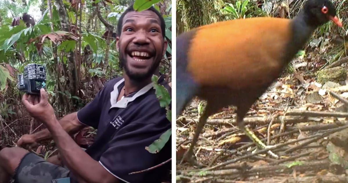 researchers-react-first-footage-black-naped-pheasant-pigeon-fb.jpg - ViralBandit