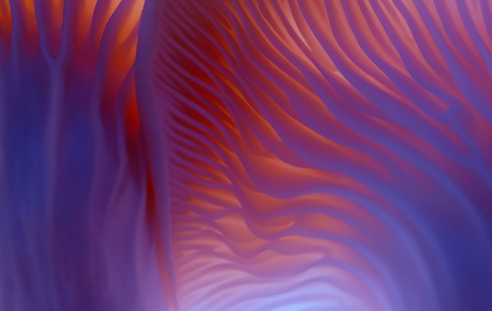 Toros Kose Captures Macro Photography of Translucent Mashrooms in The Mood of Neon » Design You Trust