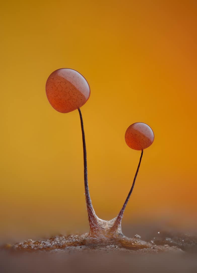 Slime mold (Comatricha nigra) showing capillitial fibers through its translucent peridium.