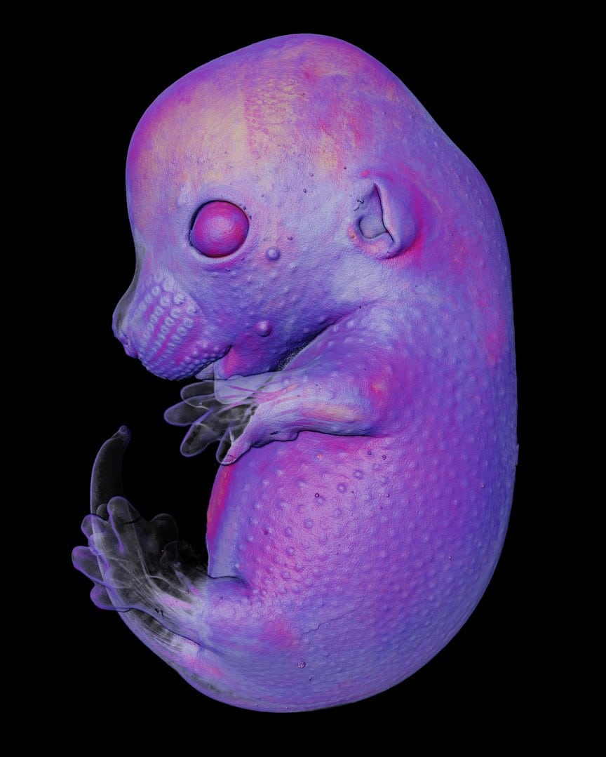 Mouse embryo