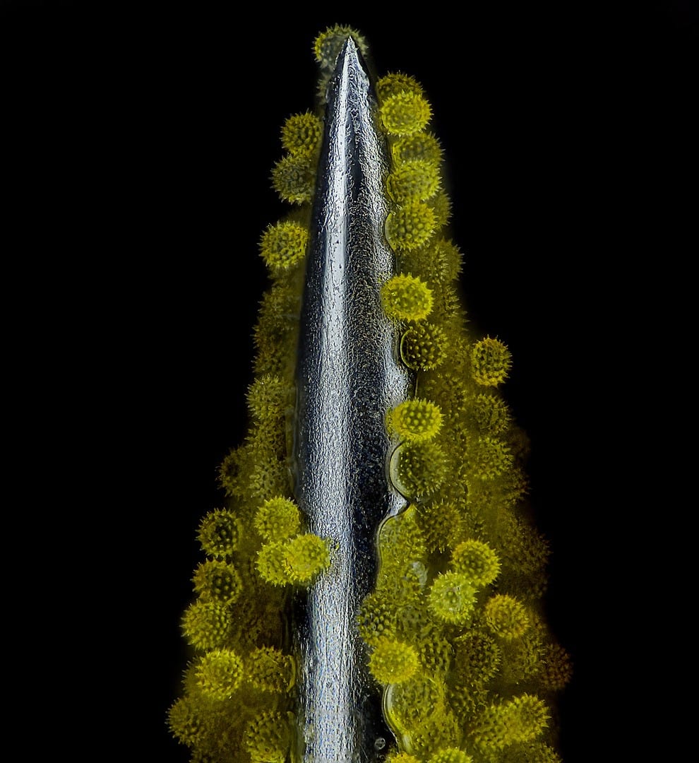 Macro photo of Sunflower pollen on an acupuncture needle. 