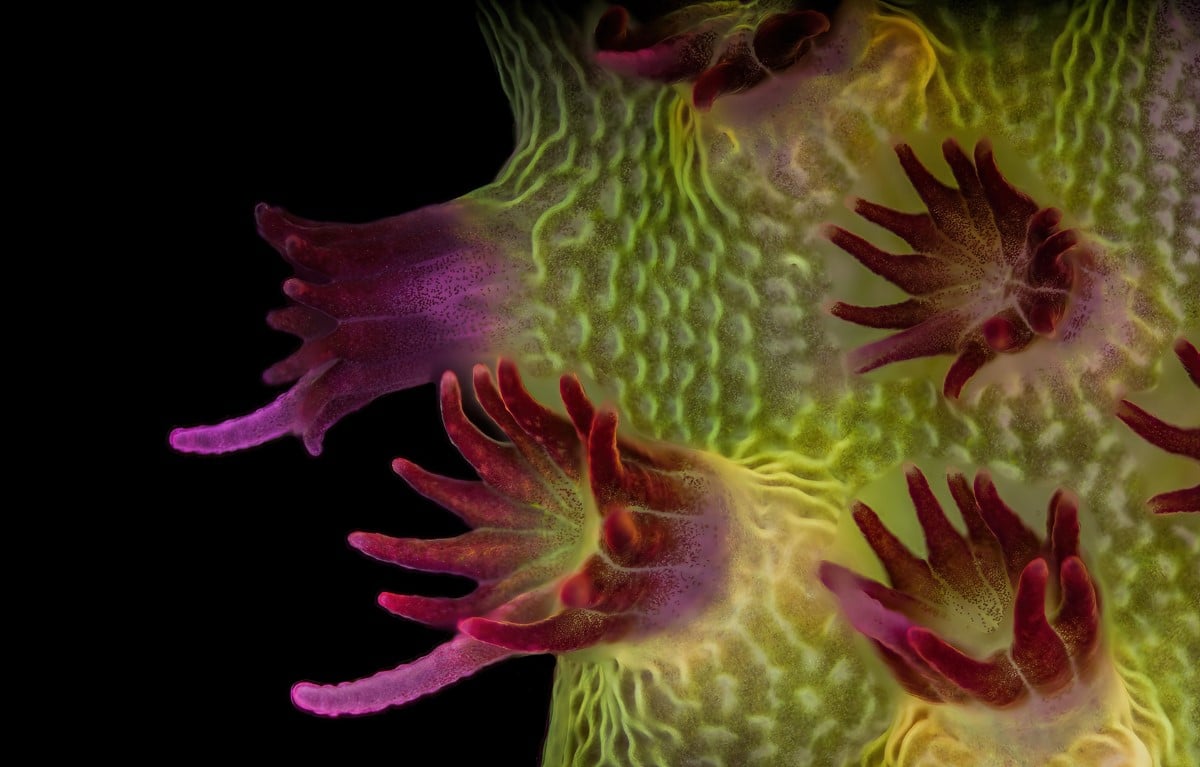 Fluorescent image of an Acropora sp. showing individual polyps with symbiotic zooxanthellae