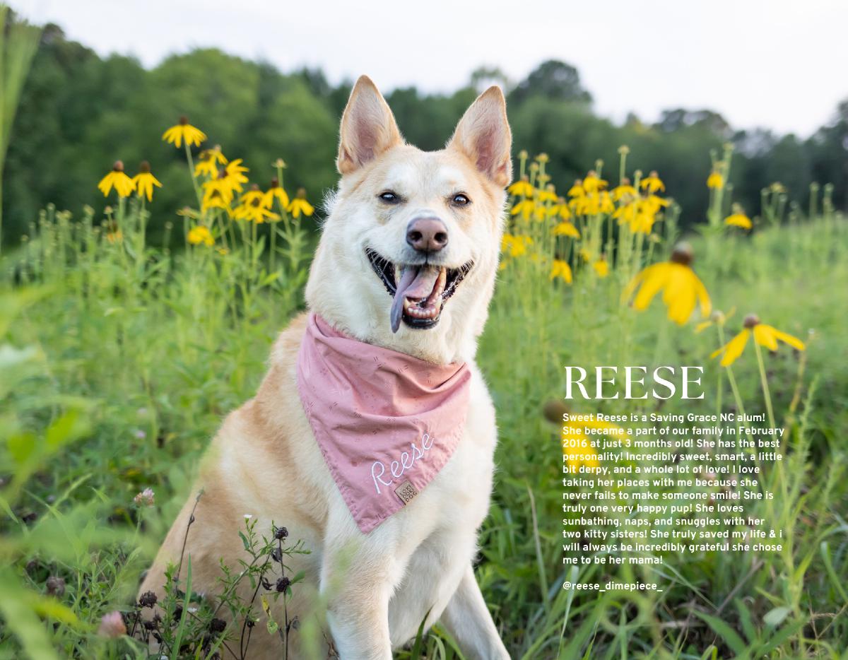 Photographer Launched A Dog Calendar To Support A Special-Needs And High-Risk Rescue » Design You Trust
