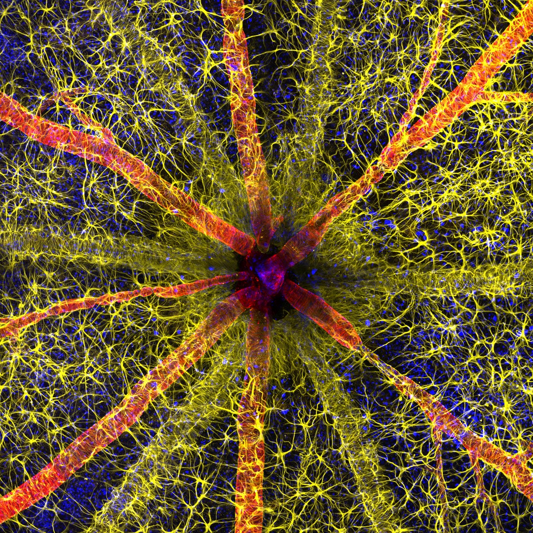Winner of the 2023 Nikon Small World Photo Microscopy Competition