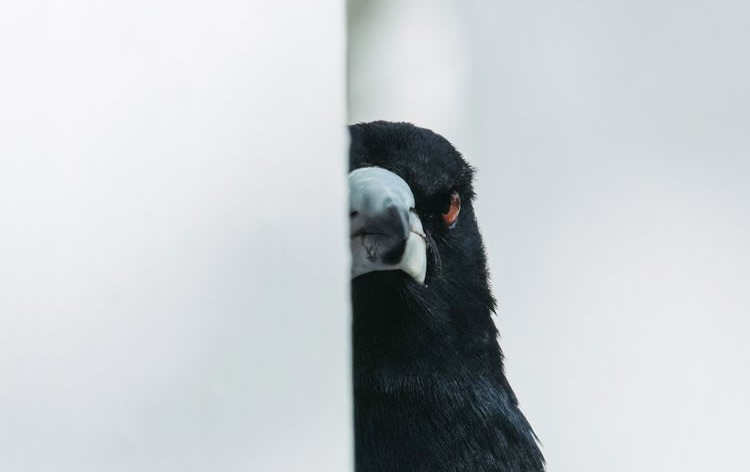 Beautiful Winning Photos Of The Birdlife Australia Photography Awards 2023 » Design You Trust