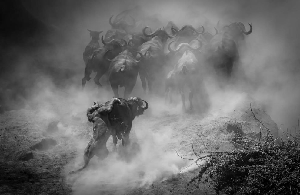 European Wildlife Photography Awards 03