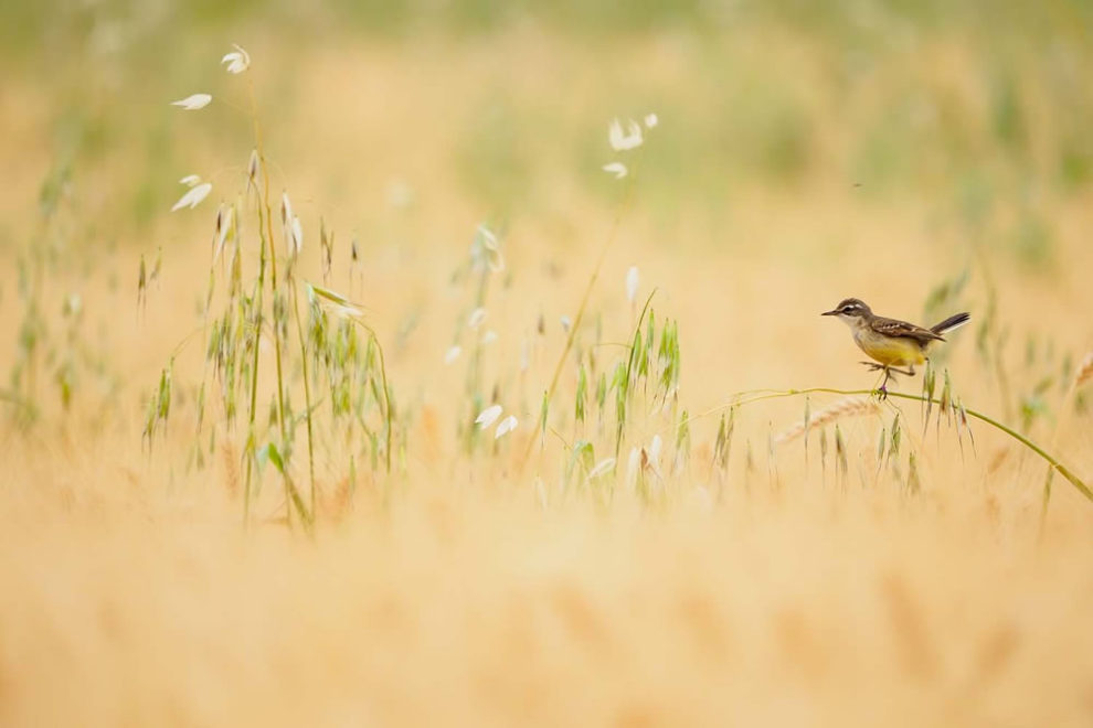 European Wildlife Photography Awards 10