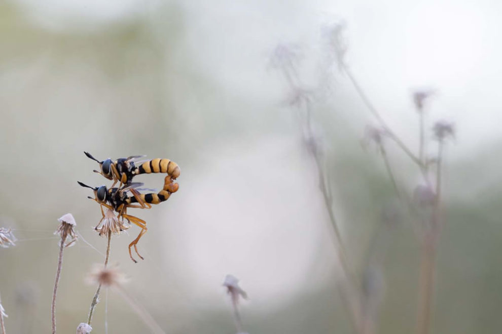 European Wildlife Photography Awards 11