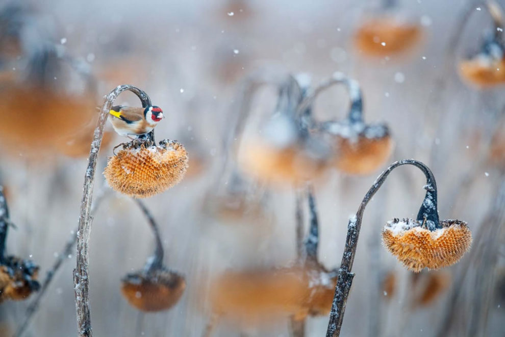 European Wildlife Photography Awards 15