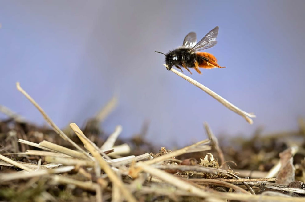 European Wildlife Photography Awards 18