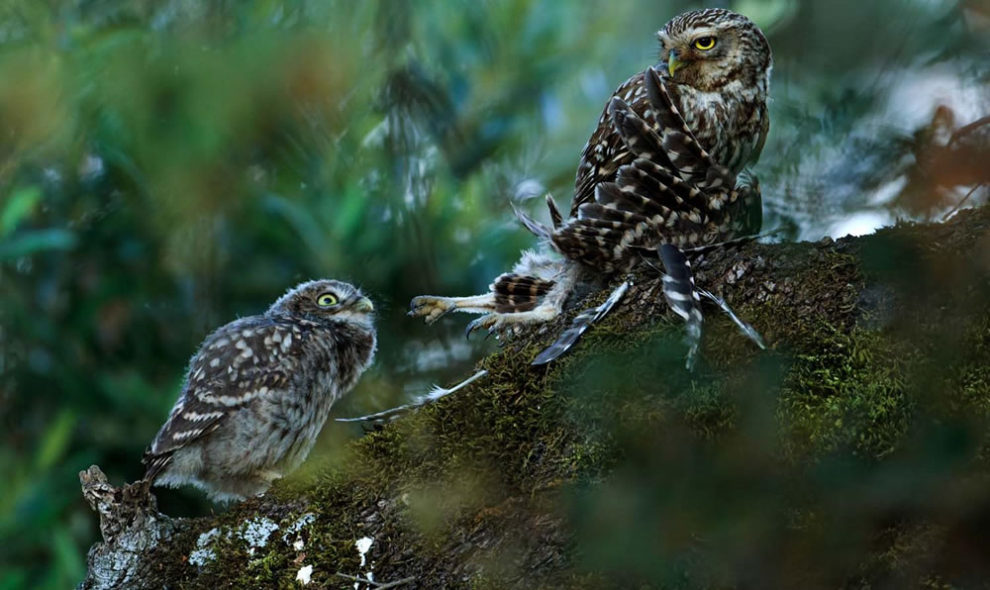 European Wildlife Photography Awards 24