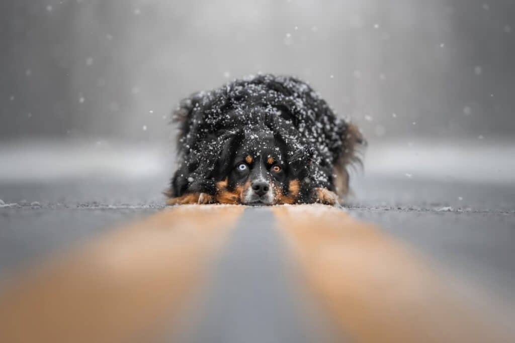 Australian shepherd relaxing on a road as snow falls