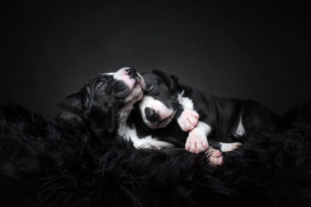 Three week old Great Dane puppies