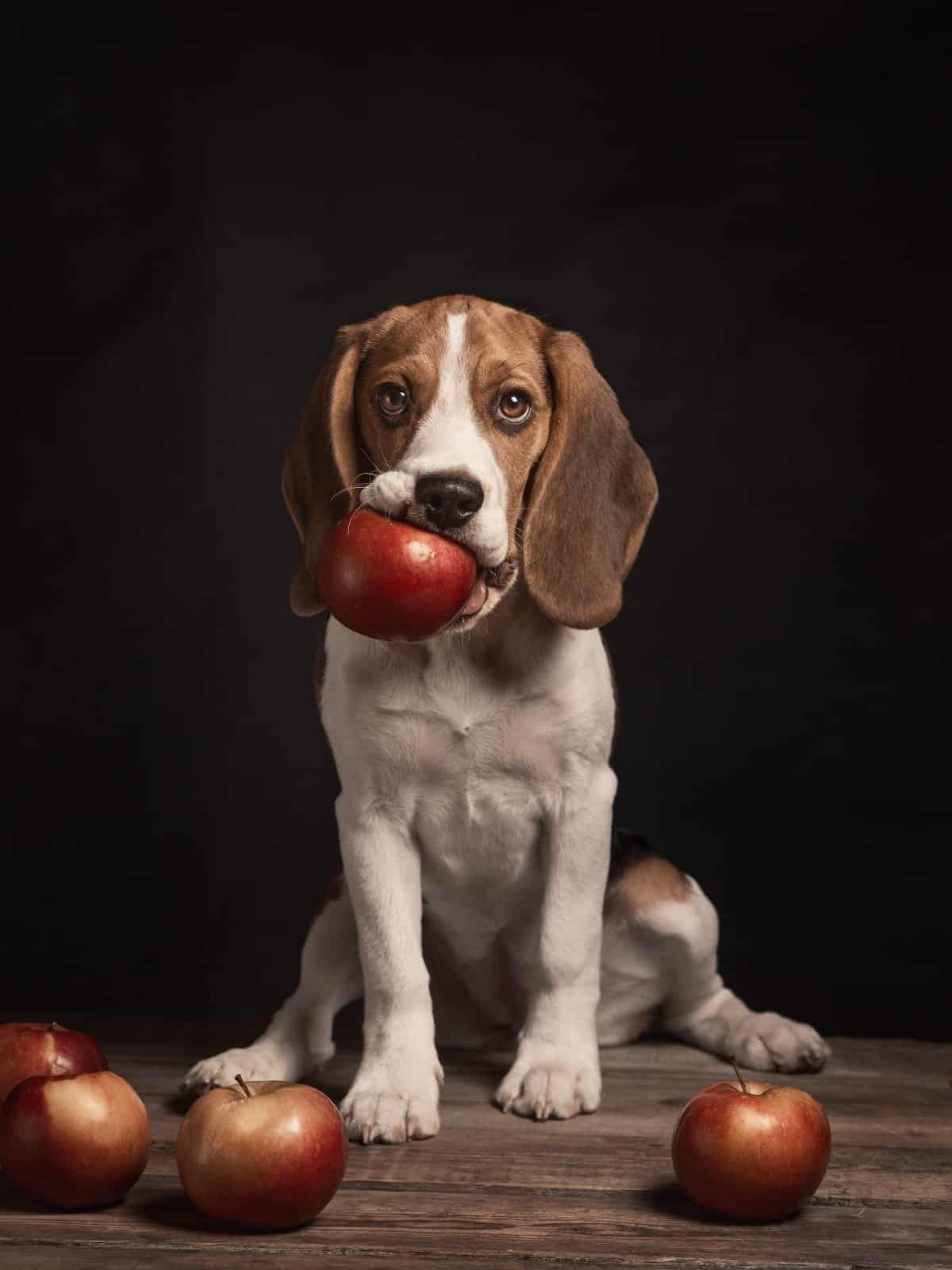 Portrait of a beagle with a red apple in its mouth