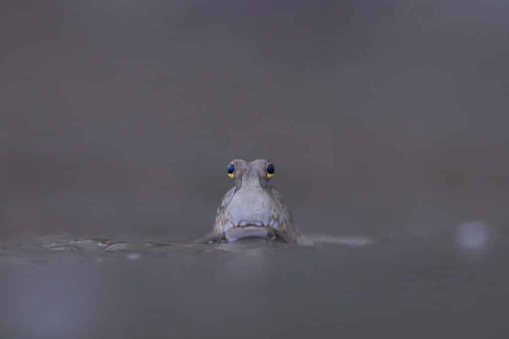 Baby Golden-spotted Mudskipper snapped on the edge of a mangrove in Samut Sakorn