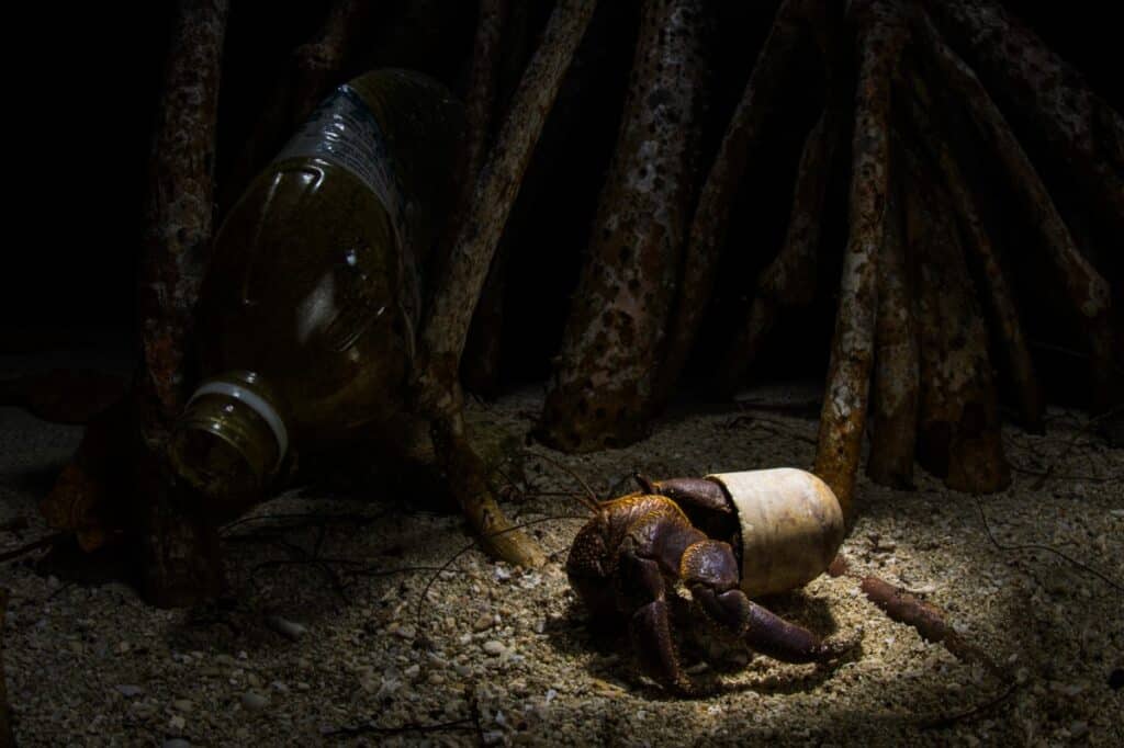 Hermit crab underwater using a piece of plastic for a shell