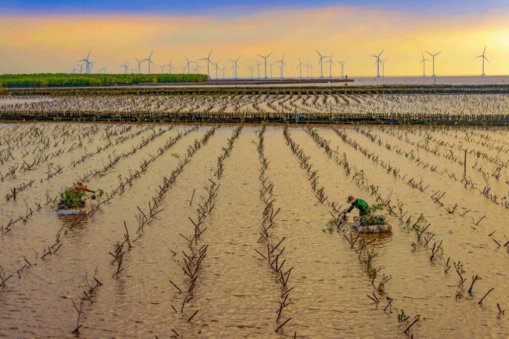 Mangrove planting in Vietnam