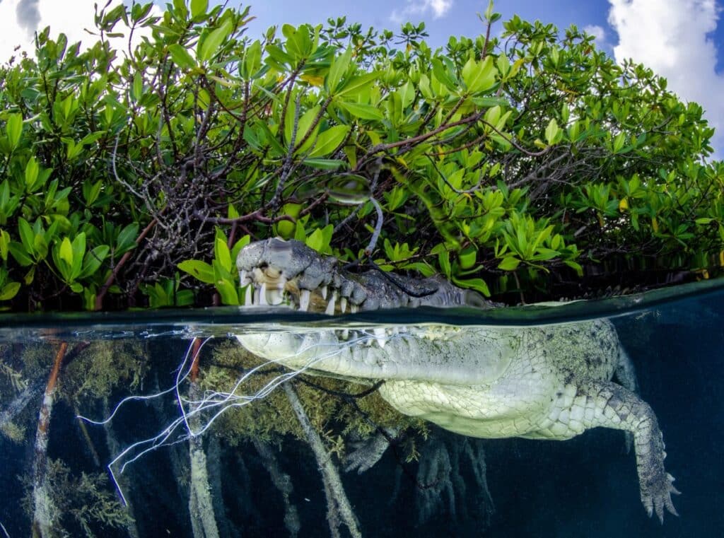 American saltwater crocodile with a nylon rope in its mouth