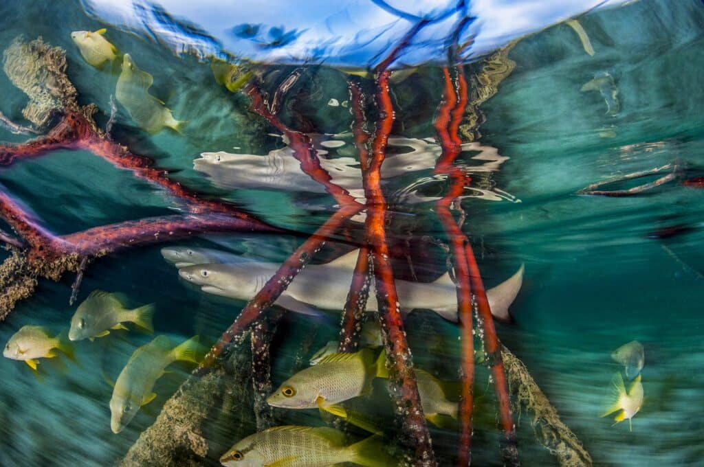 Lemon shark pups hide in the mangroves at high tide.