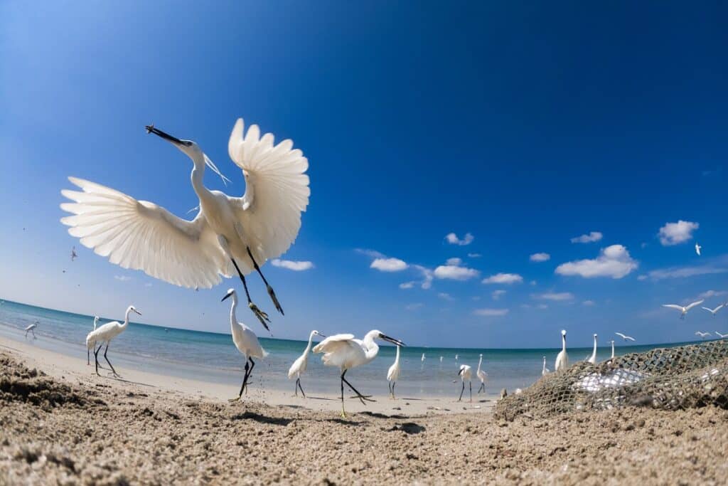 Egrets stealing fish from nets in Mannar Island, Sri Lanka