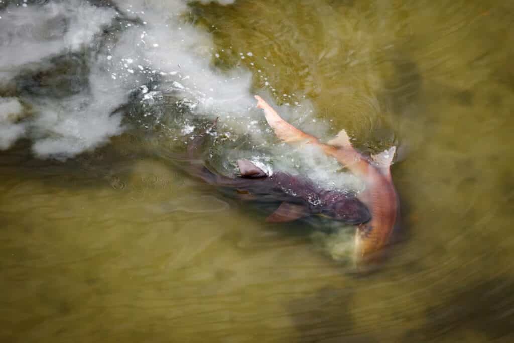 Two large nurse sharks mating in Shark Point in the Everglades