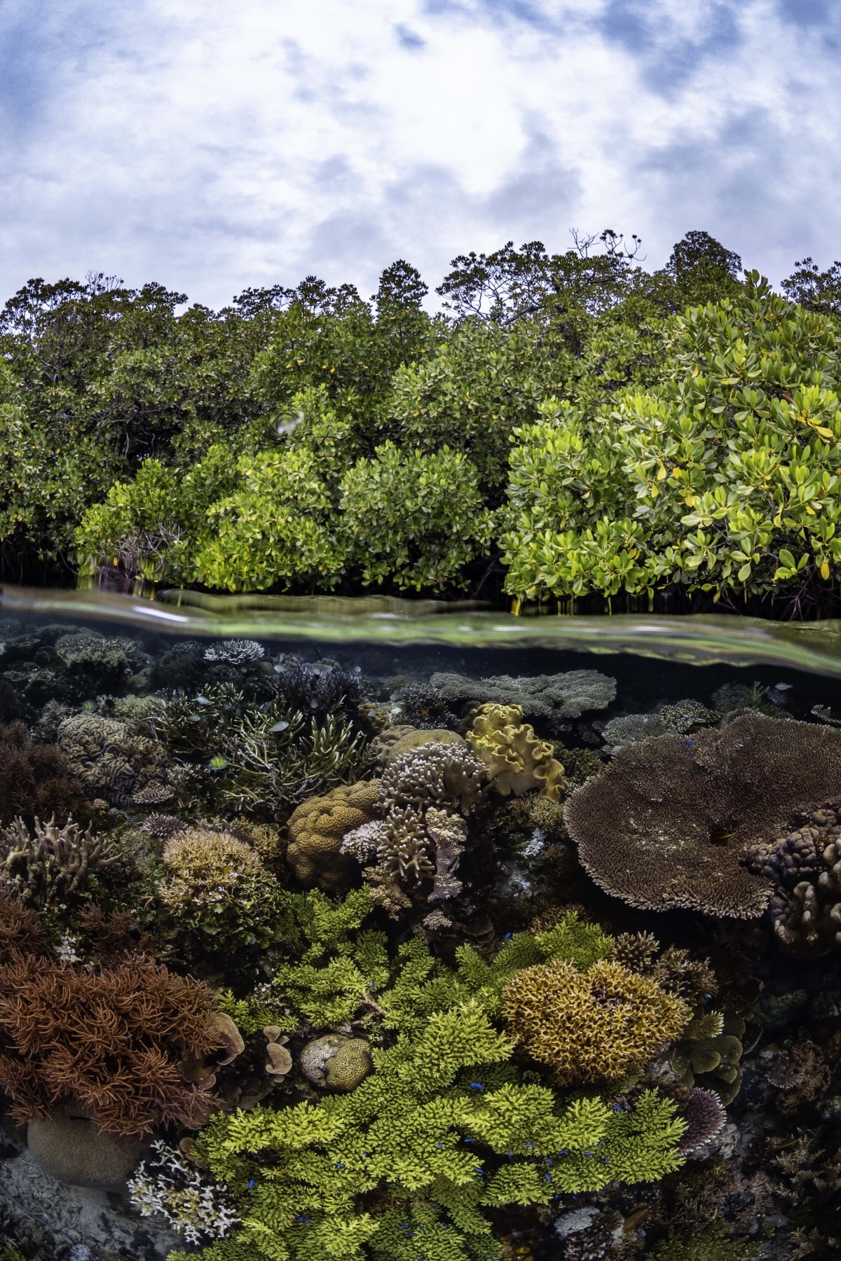 Lush and thriving mangrove forest grows atop a vibrant coral reef in Raja Ampat's Gam island