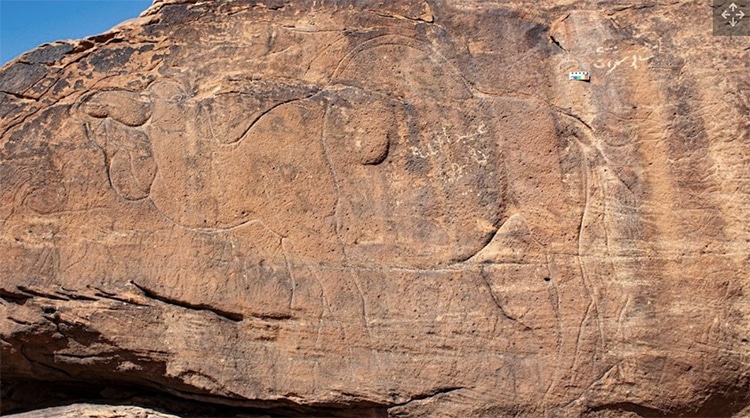 Life-Size Camel Carvings Discovered in Saudi Arabia