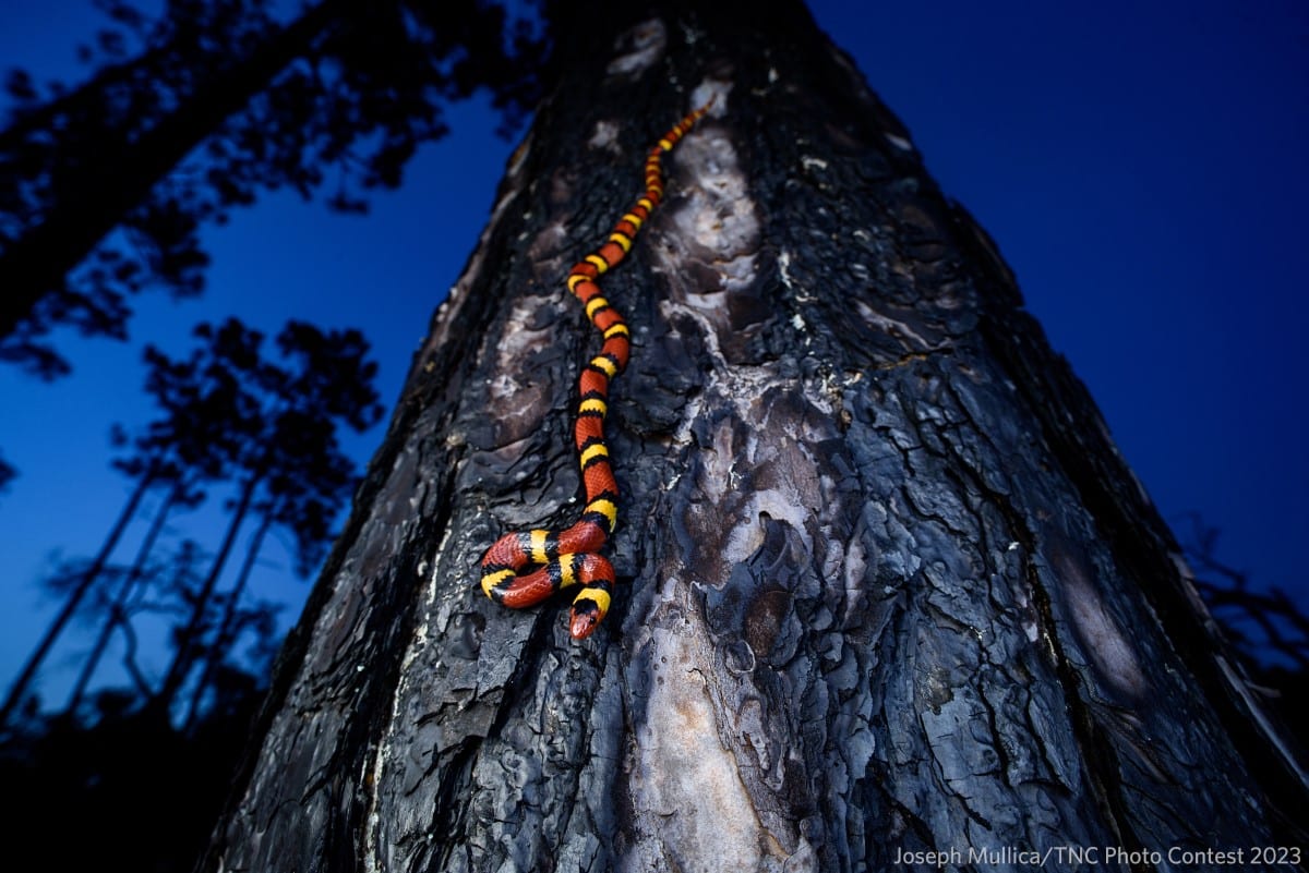 A scarlet kingsnake (Lampropeltis elapsoides) climbing down a pine tree