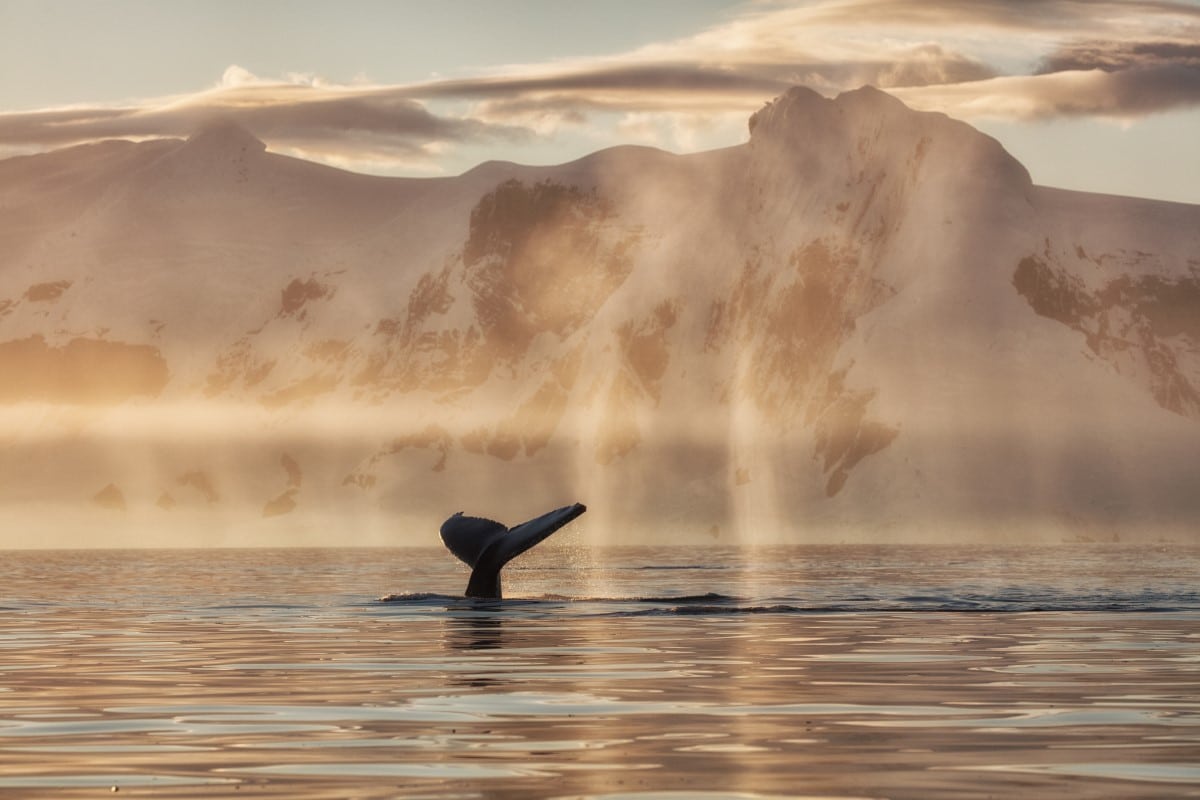 Antarctica by Cristina Mittermeier