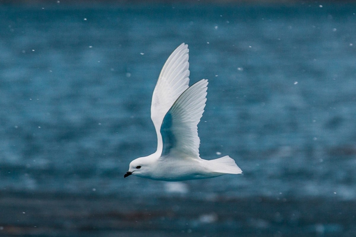 Snow petrel in Antarctica by Cristina Mittermeier