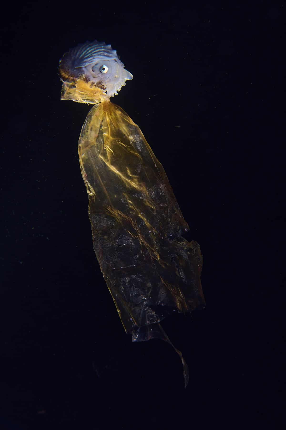 Nautilus clinging onto a piece of plastic packaging