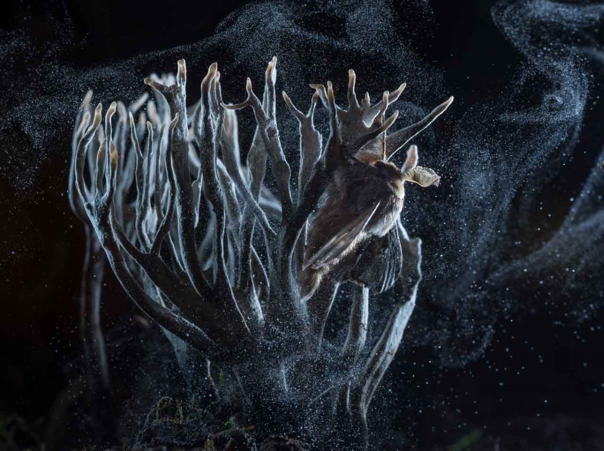 December moth flying into an antler-shaped fungus 