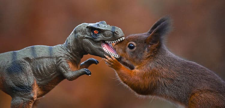 Squirrel and Dinosaur Photos by Niki Colemont