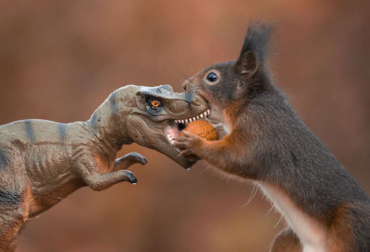 Squirrel and Dinosaur Photos by Niki Colemont