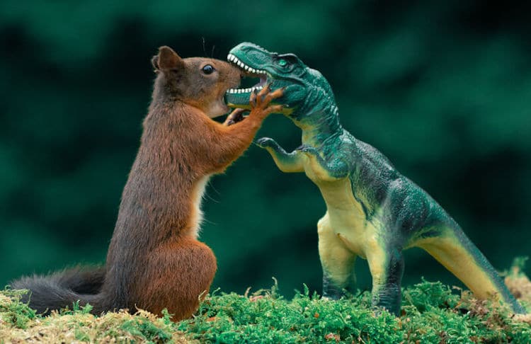 Squirrel and Dinosaur Photos by Niki Colemont