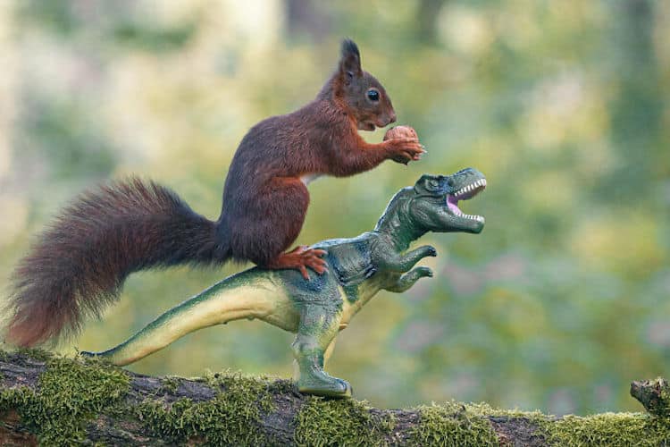 Squirrel and Dinosaur Photos by Niki Colemont