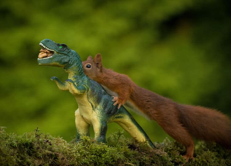 Squirrel and Dinosaur Photos by Niki Colemont