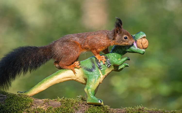 Squirrel and Dinosaur Photos by Niki Colemont