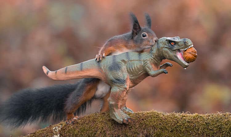 Squirrel and Dinosaur Photos by Niki Colemont