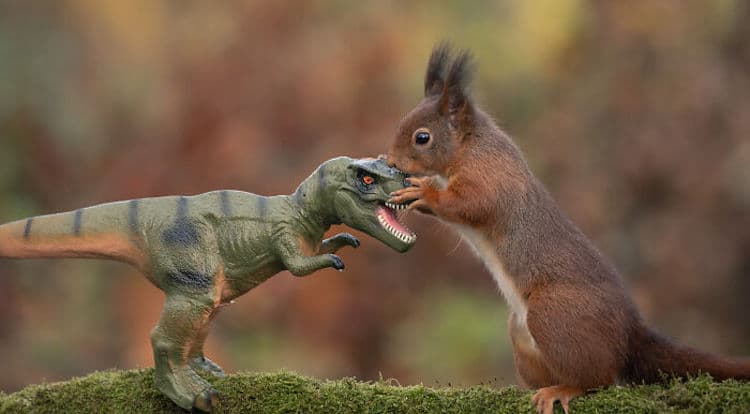 Squirrel and Dinosaur Photos by Niki Colemont