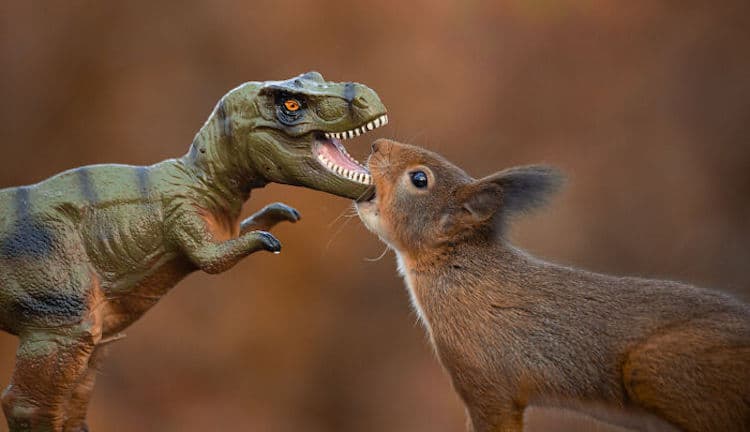 Squirrel and Dinosaur Photos by Niki Colemont