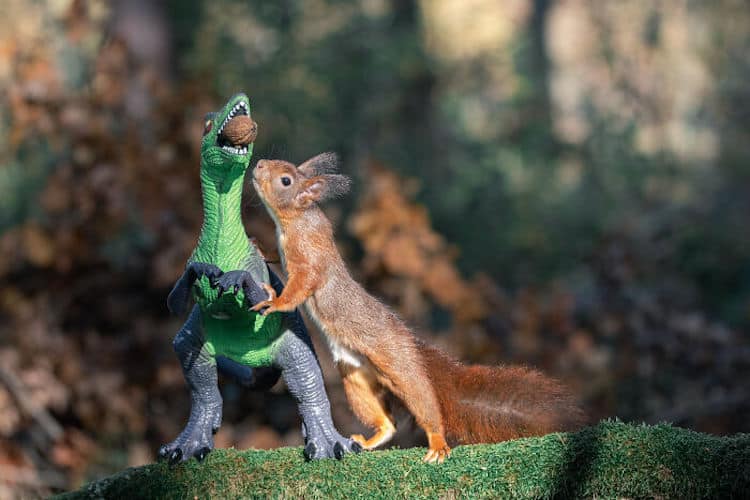 Squirrel and Dinosaur Photos by Niki Colemont