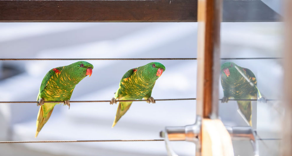 Birdlife Australia Photography Awards Winners 03
