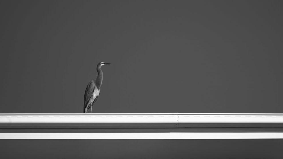 Birdlife Australia Photography Awards Winners 02