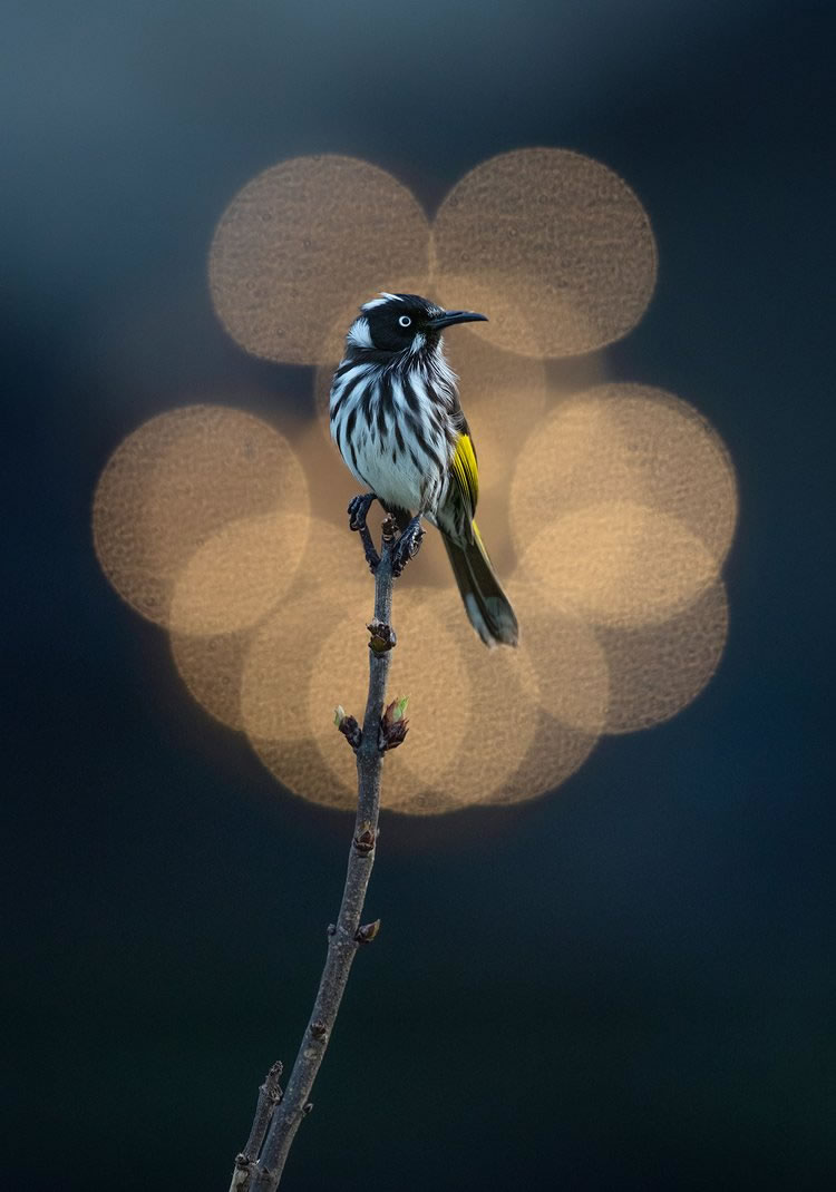 Birdlife Australia Photography Awards Winners 04