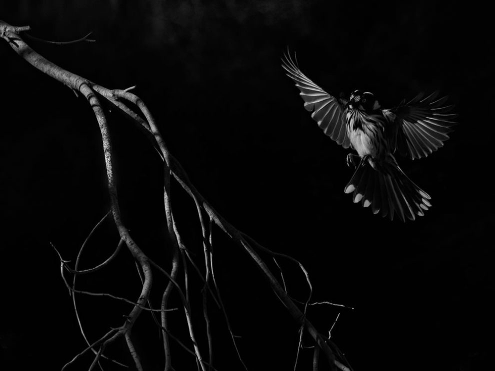 Birdlife Australia Photography Awards Winners 05